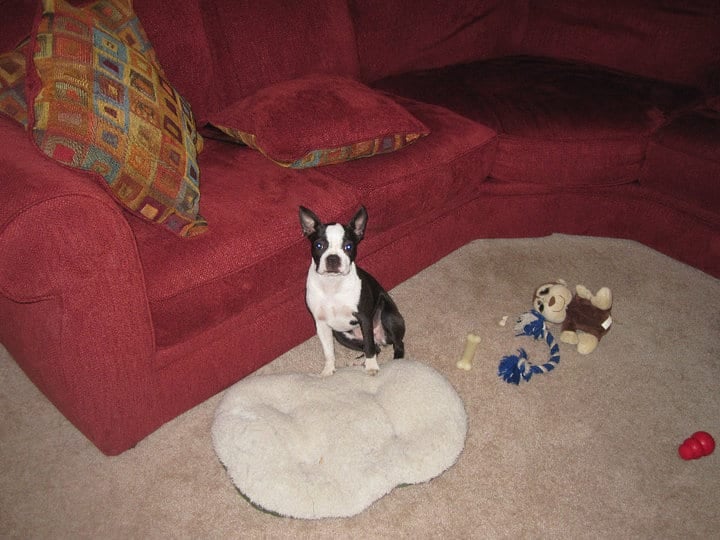 boston terrier dogs apartments