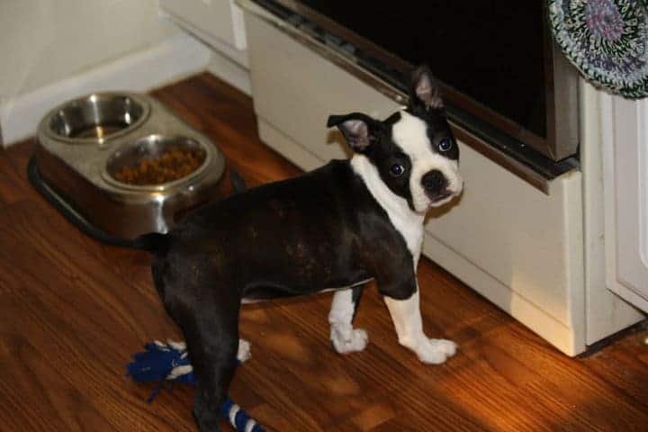 boston terrier price range