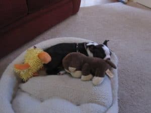 Sleeping baby Boston Terrier