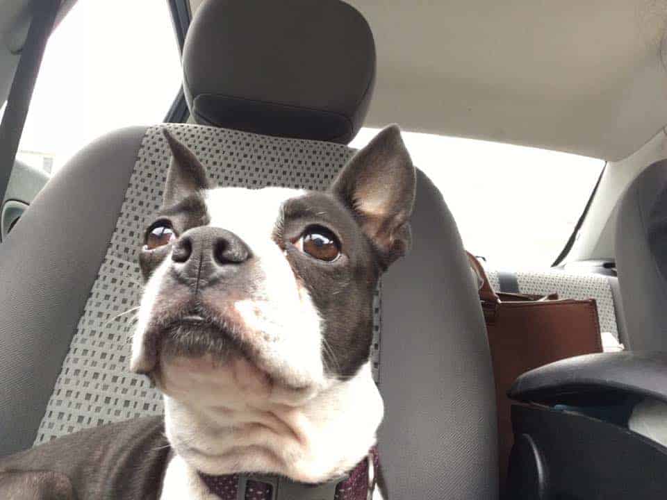 How To Stay In A Hotel With Your Dog Your Guide Boston Terrier Society