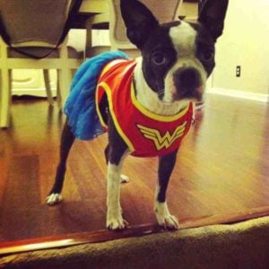 The Boston Terrier’s Temperament and Personality