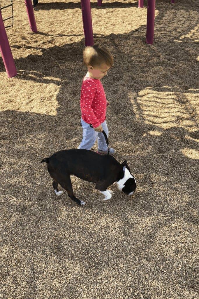 Train your Boston Terrier to Walk on a Leash Without Pulling