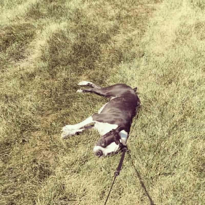 7 Signs Your Boston Terrier Is Overheating Boston Terrier Society