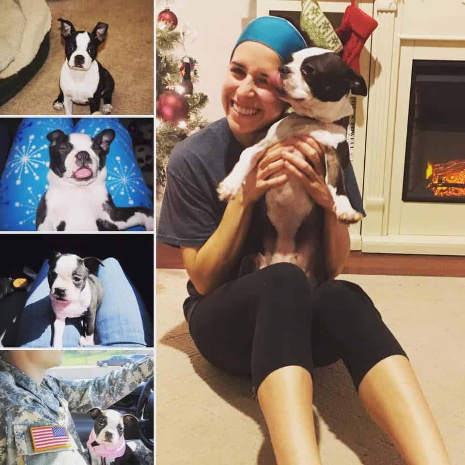 15 Interesting Facts About Boston Terriers