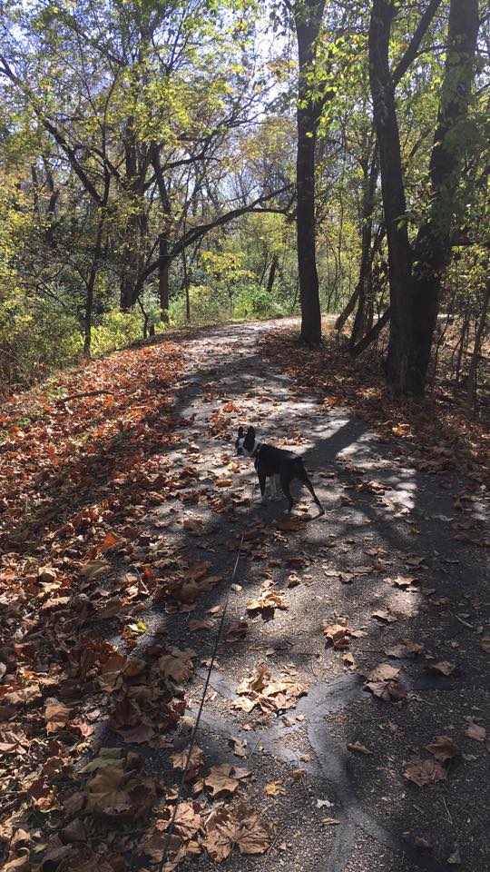 Boston clearance terrier hiking