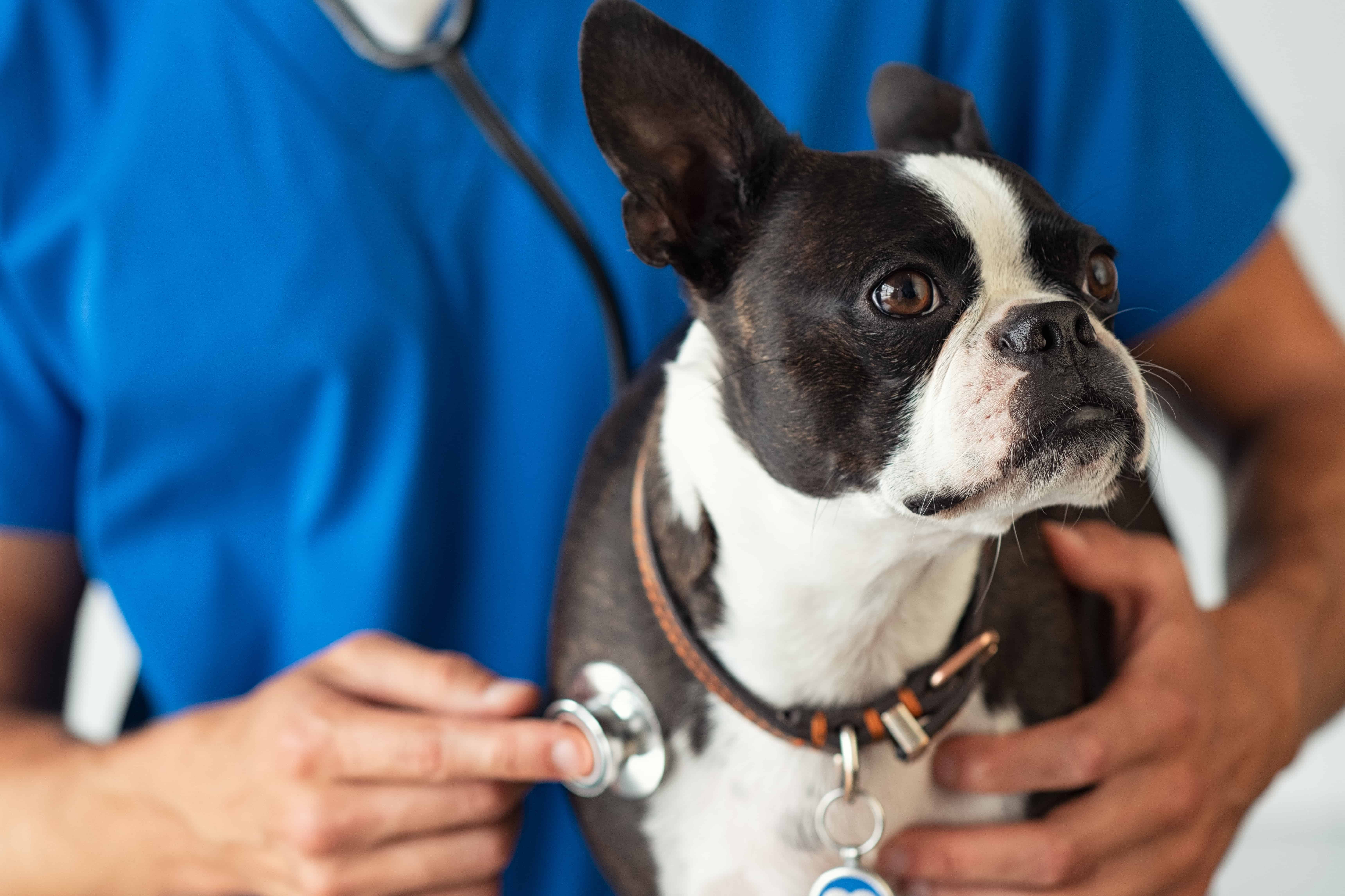 5 Tips on How to Pay for Pet Medical Bills Boston Terrier Society