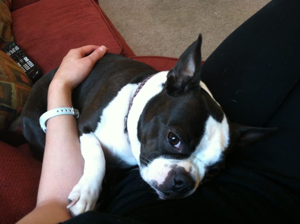 Guide How to Properly Clean a Boston Terrier's Ears Boston Terrier