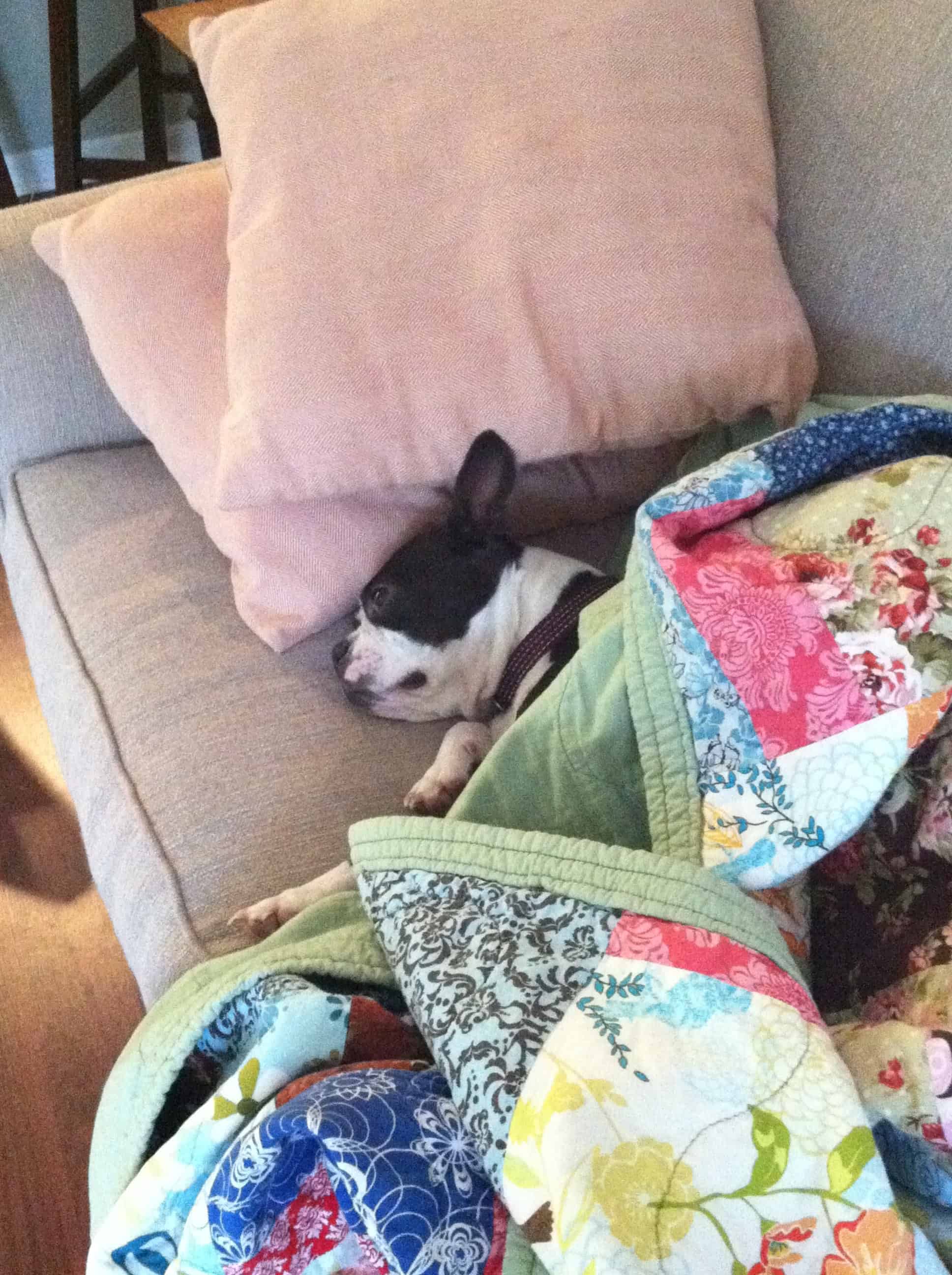 Boston sales terrier digging