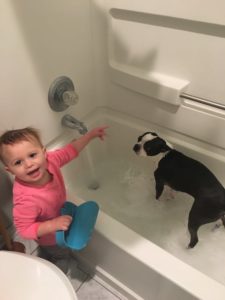 How Often Should You Give Your Boston Terrier a Bath?