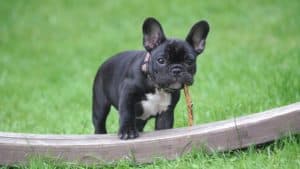 French Bulldog are a low energy dog breed.