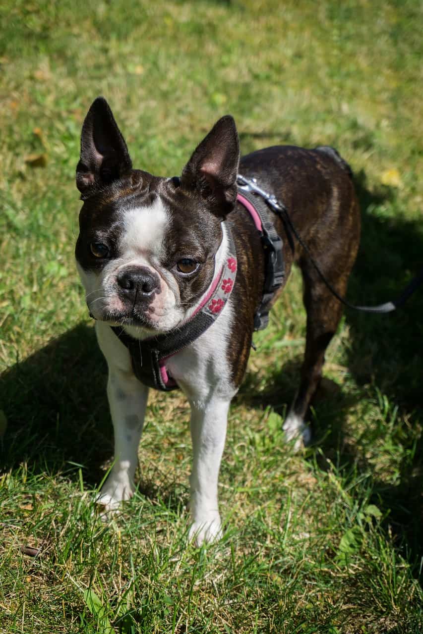 Tips on How to Dog Proof Your Yard Boston Terrier Society
