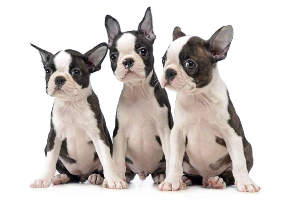 Do Boston Terriers Get Along With Cats? 50 Owners Surveyed - Boston Terrier  Society