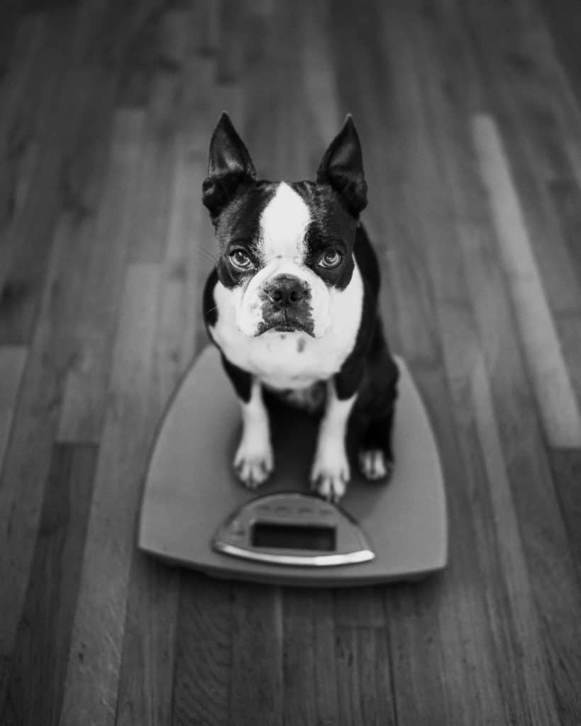 How To Deal With Arthritis in Boston Terriers. Boston Terrier Society.