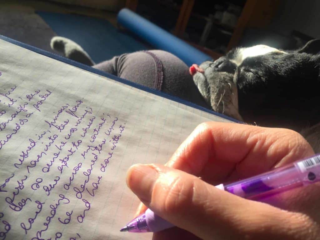 Your Guide To Owning A Dog In College. Boston Terrier Society.