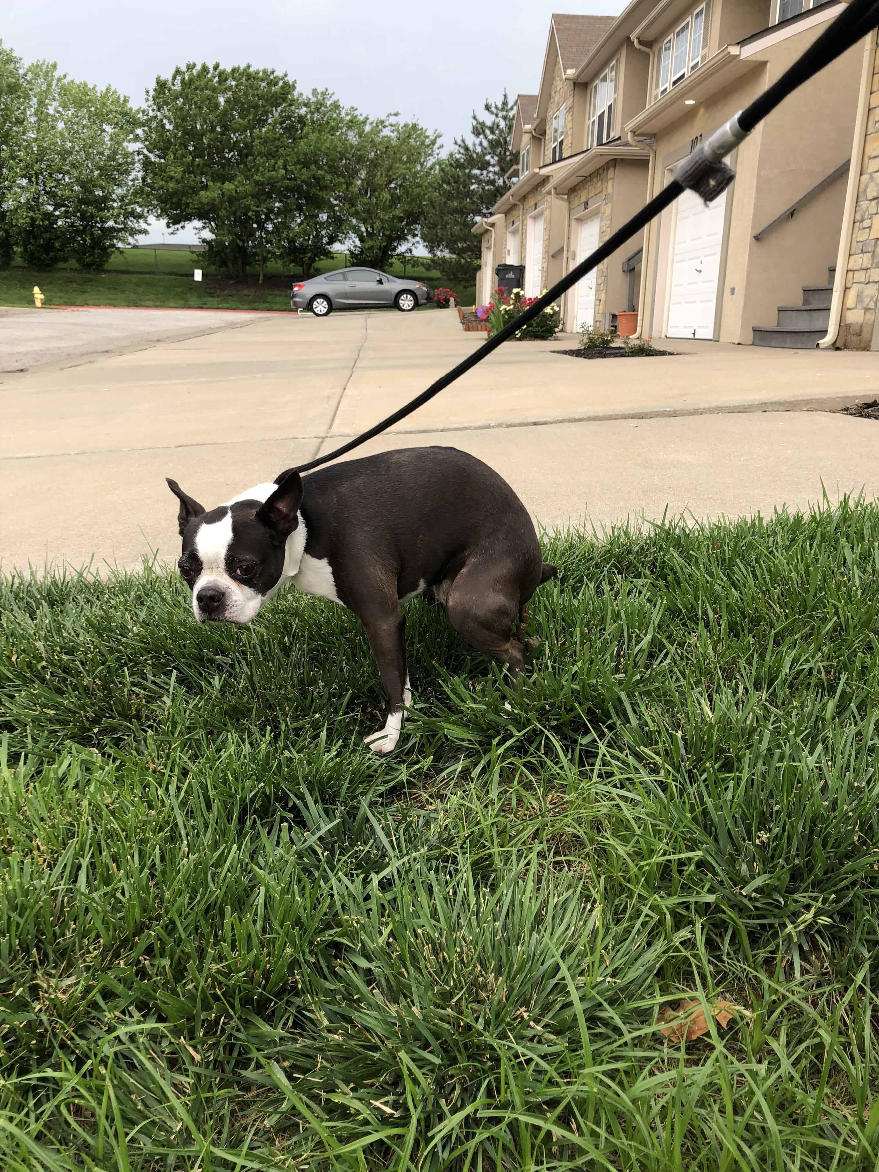 how big do boston terrier puppies get