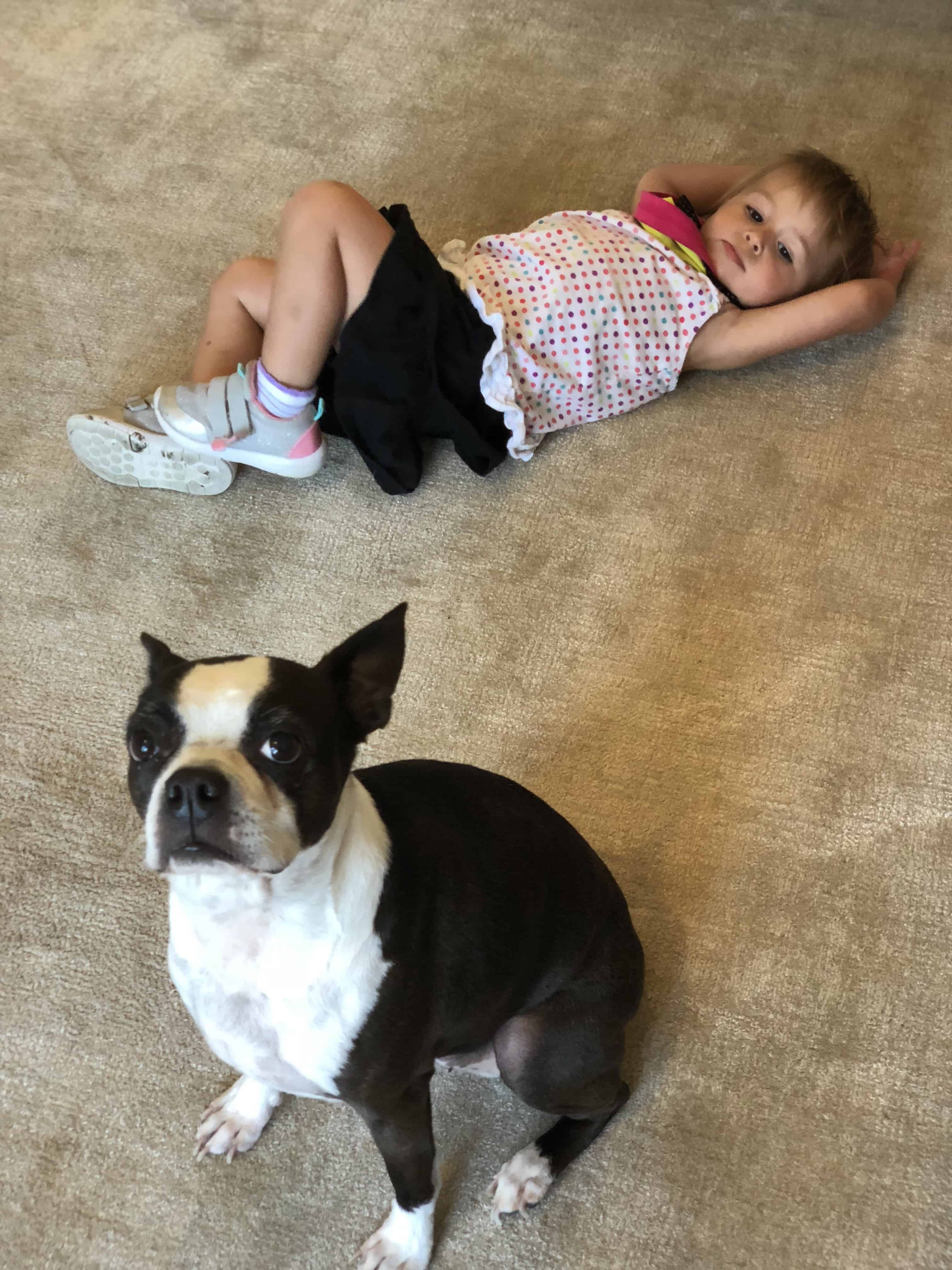Boston terrier tear stains deals