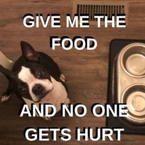 Boston Terrier Memes