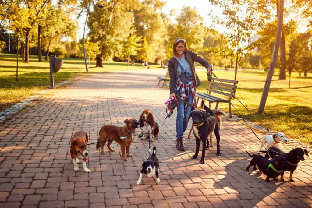 The Benefits Of Hiring A Professional Dog Walker Pes Queriad El Tambre the-benefits-of-hiring-a-professional-dog-walker-pes-queriad-el-tambre