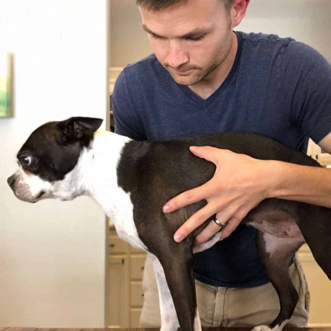 Boston terrier shop breathing fast