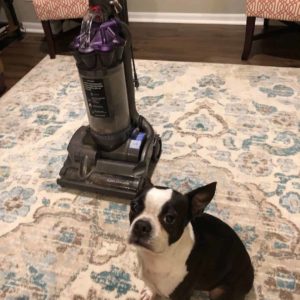 Recommended Vacuum Boston Terrier Society.