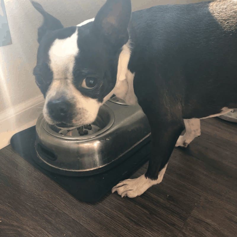 how much should a 7 month old boston terrier weigh