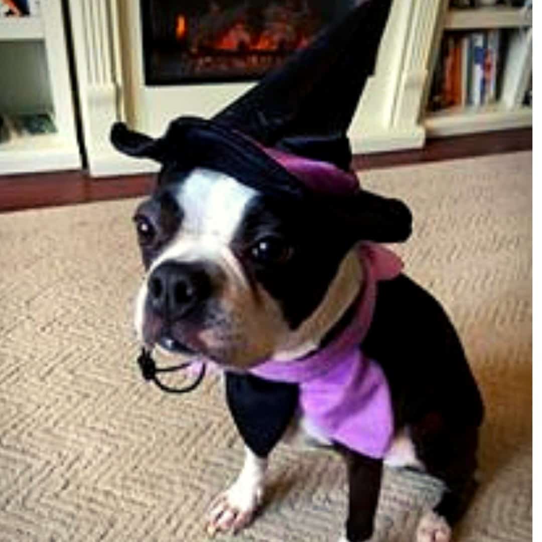 Boston Terrier Halloween Costume
 Best Halloween Costumes For Boston Terriers Boston