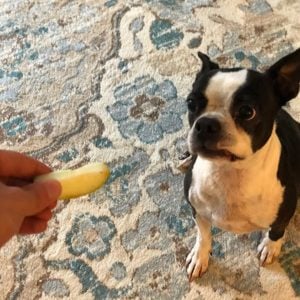 Simple Frozen Apple Treats For Your Dog. Boston Terrier Society.