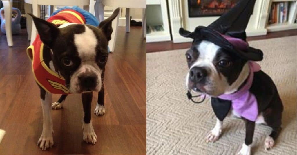 2019 Boston Terrier Society Halloween Costume Contest