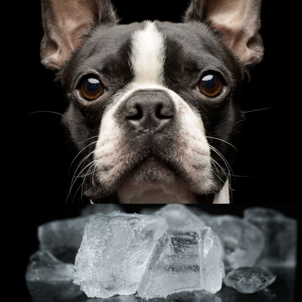 Myth Buster Is Ice Safe For Dogs? Boston Terrier Society
