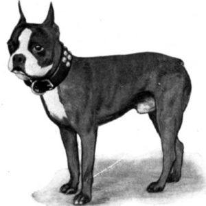 Boston Terrier Vintage Photos From Historical Book