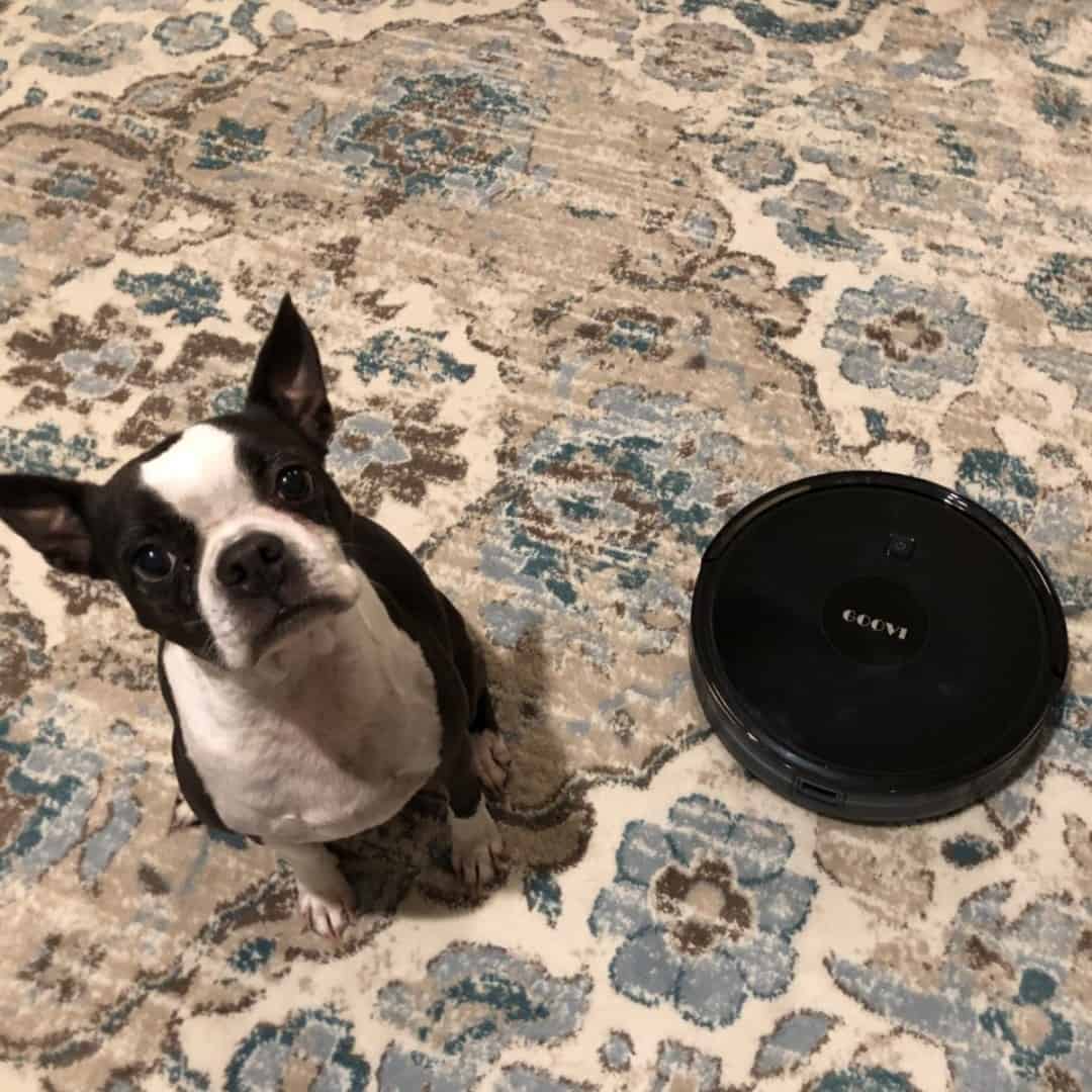 Goovi Robotic Vacuum Boston Terrier Society