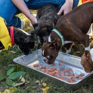 Interview With MidAmerica Boston Terrier Rescue Founder. Boston Terrier Society Podcast.