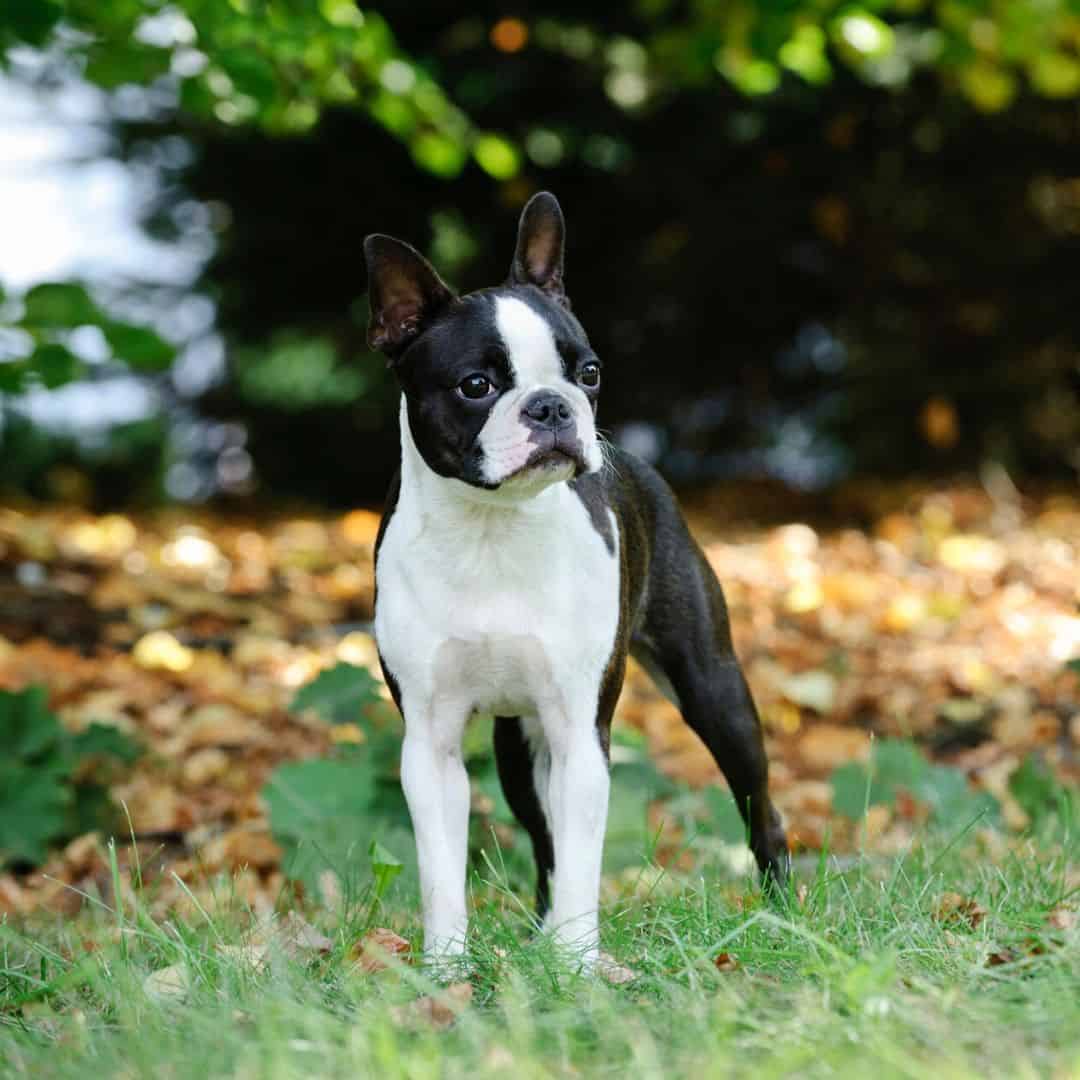 national boston terrier day