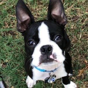 cute Boston terrier photo