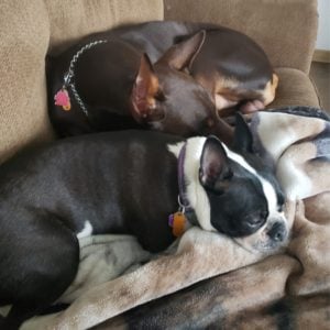 cute Boston terrier photo