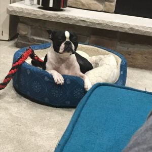 cute Boston terrier photo