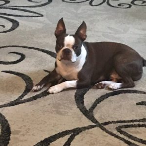 cute Boston terrier photo