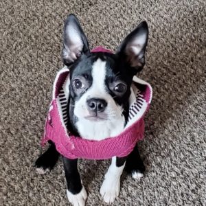 cute Boston terrier photo