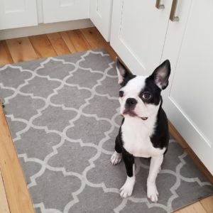 cute Boston terrier photo