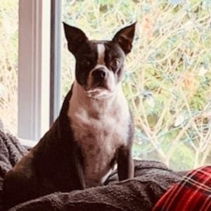 cute Boston terrier photo