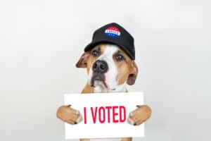 Dog Polls