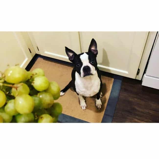 Are Grapes Toxic To Boston Terriers? 10 Other Items To Avoid Boston