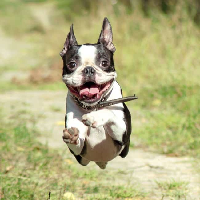 boston terrier hyperactive