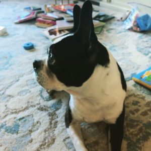 Boston Terrier Playing