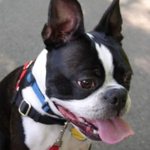 Boston Terrier Smiling