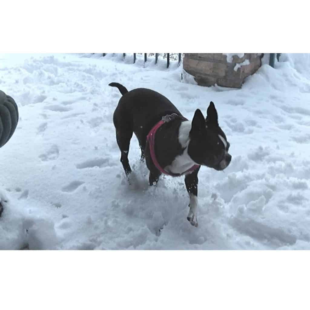 Boston shop terrier winter