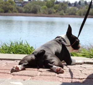 Cute Boston Terrier near water