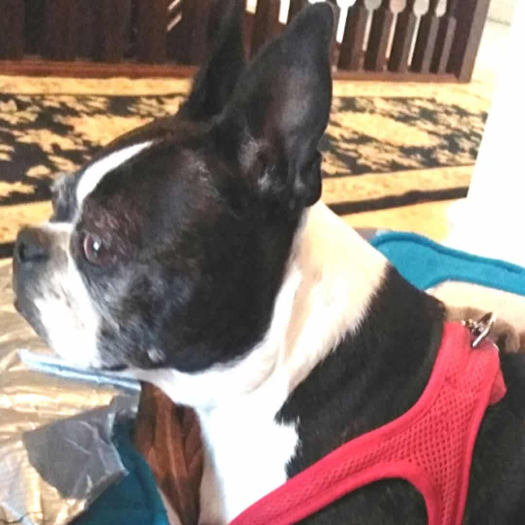 are boston terriers nervous dogs