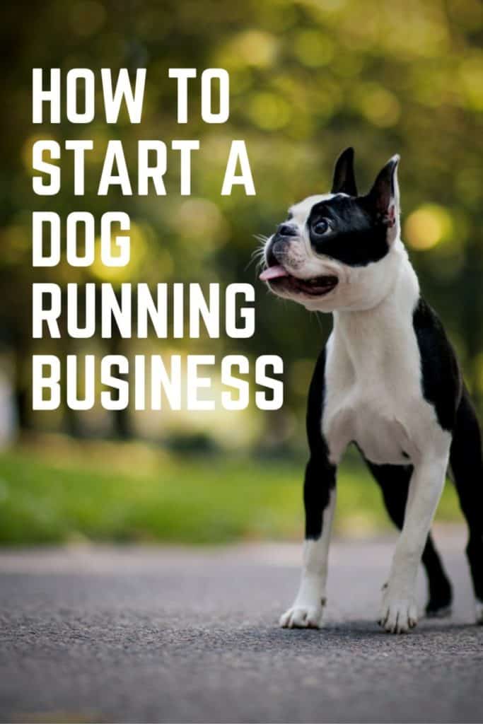 How To Start A Dog Running Business A Helpful Guide Boston Terrier Society