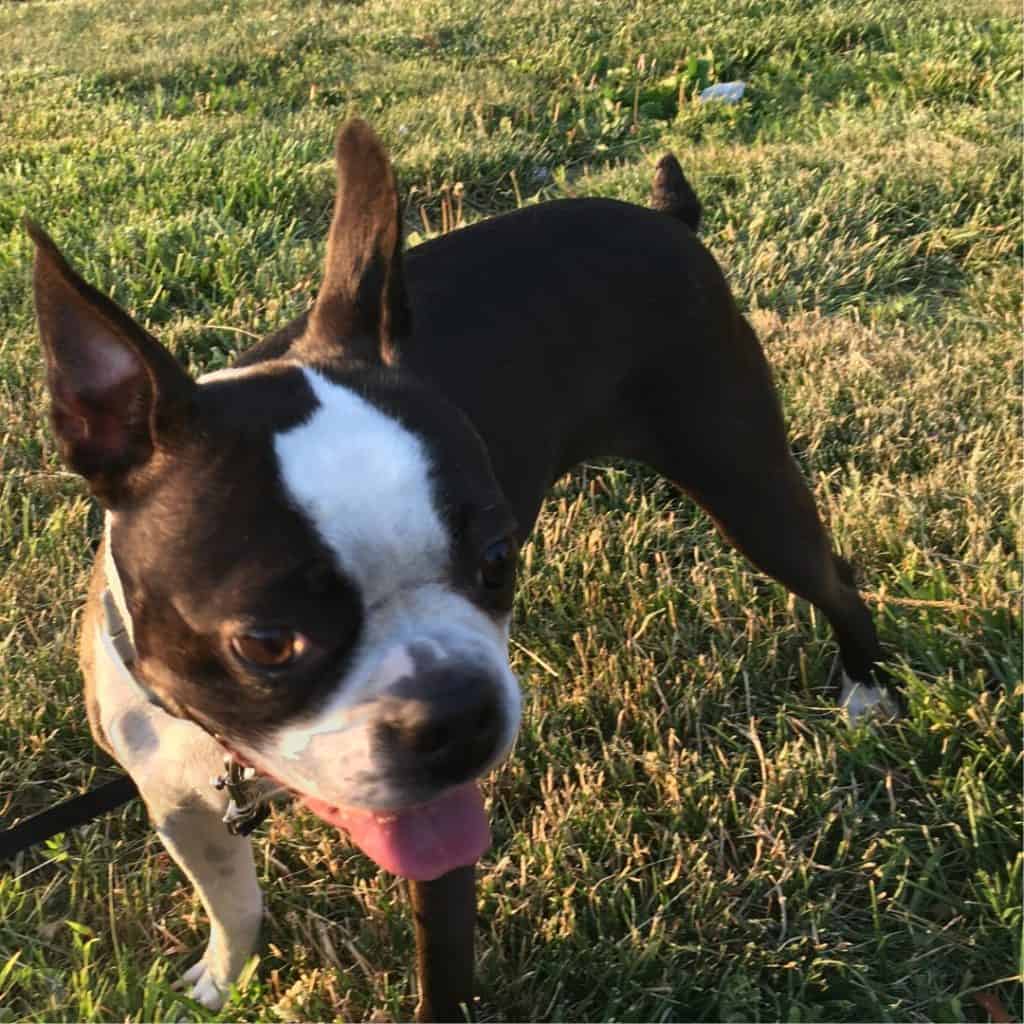 How To Start A Dog Running Business A Helpful Guide Boston Terrier